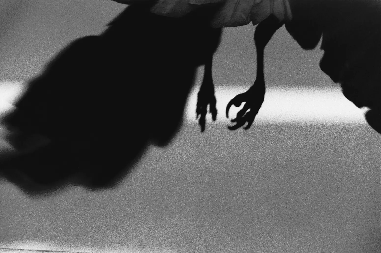 Masahisa Fukase — The Solitude of Ravens
