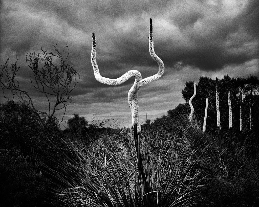 Trent Parke — The Black Rose