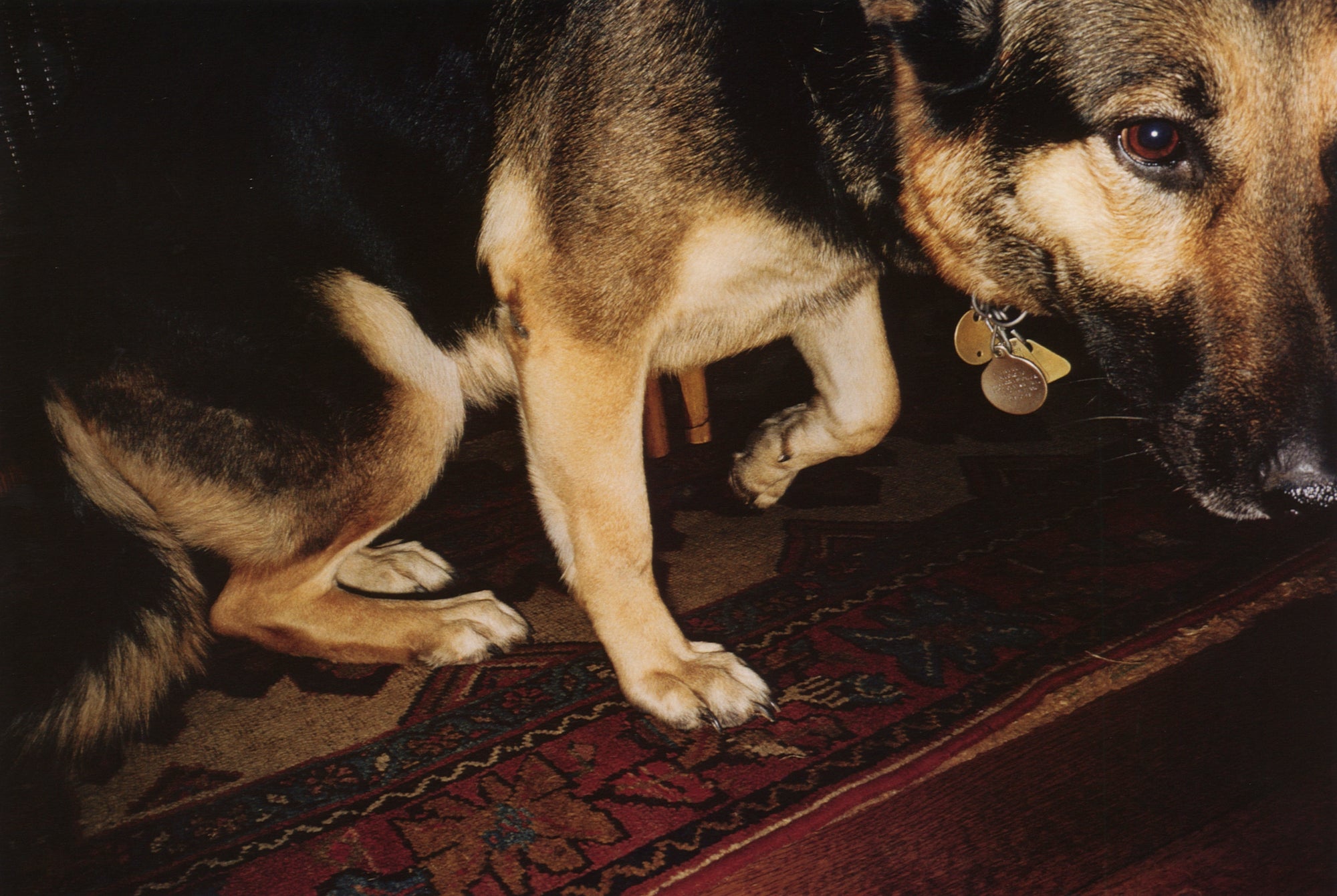 William Eggleston — For Now