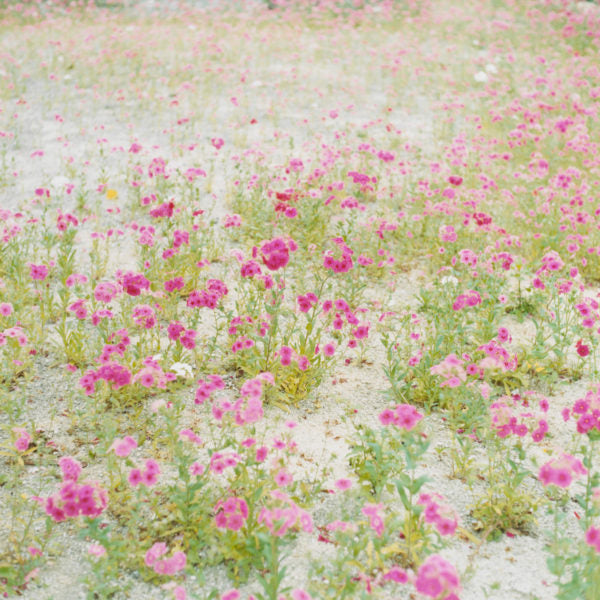 Rinko Kawauchi — Utatane