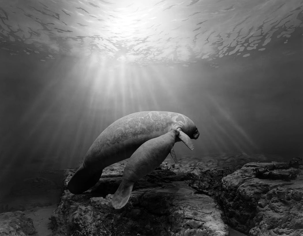 Hiroshi Sugimoto — Dioramas