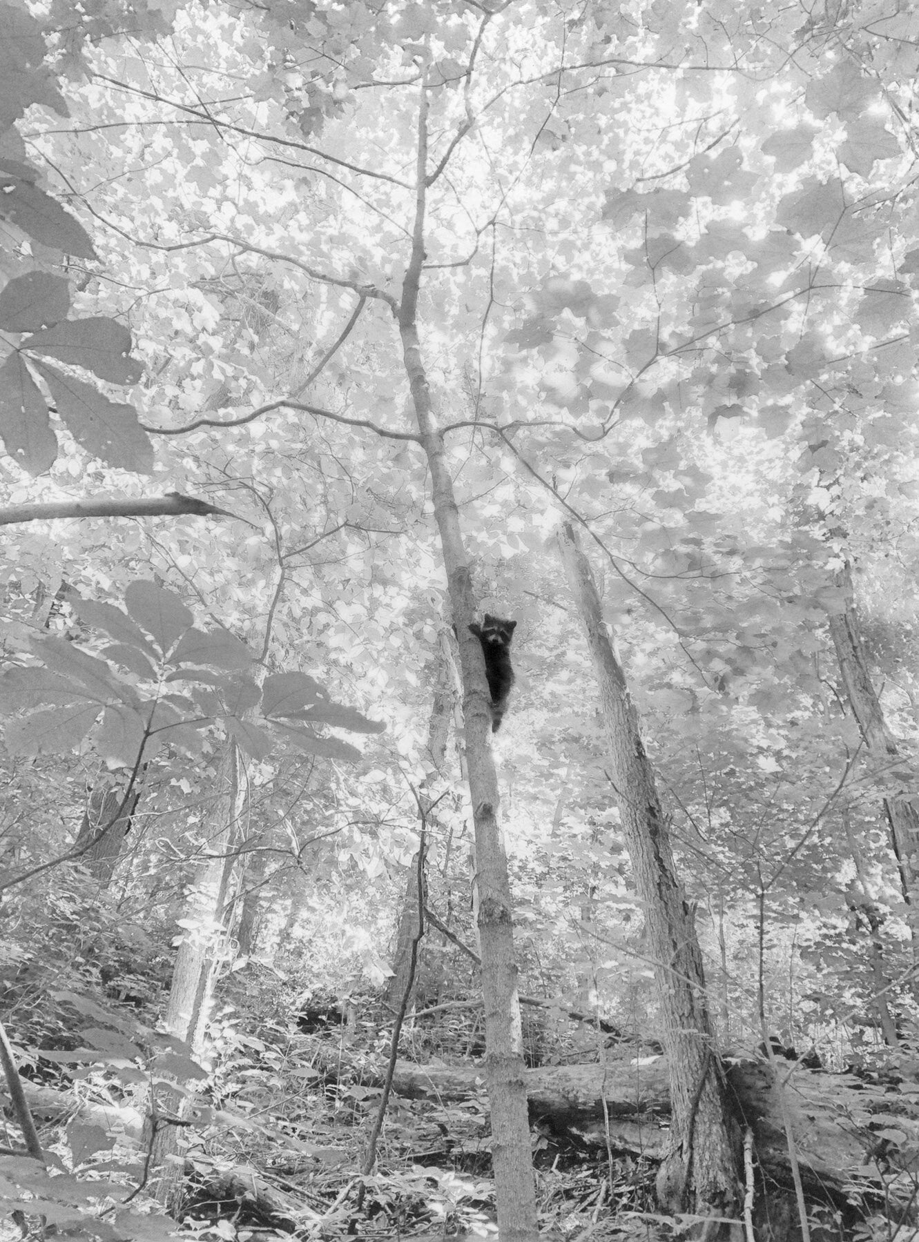 Jesse Lenz — The Locusts