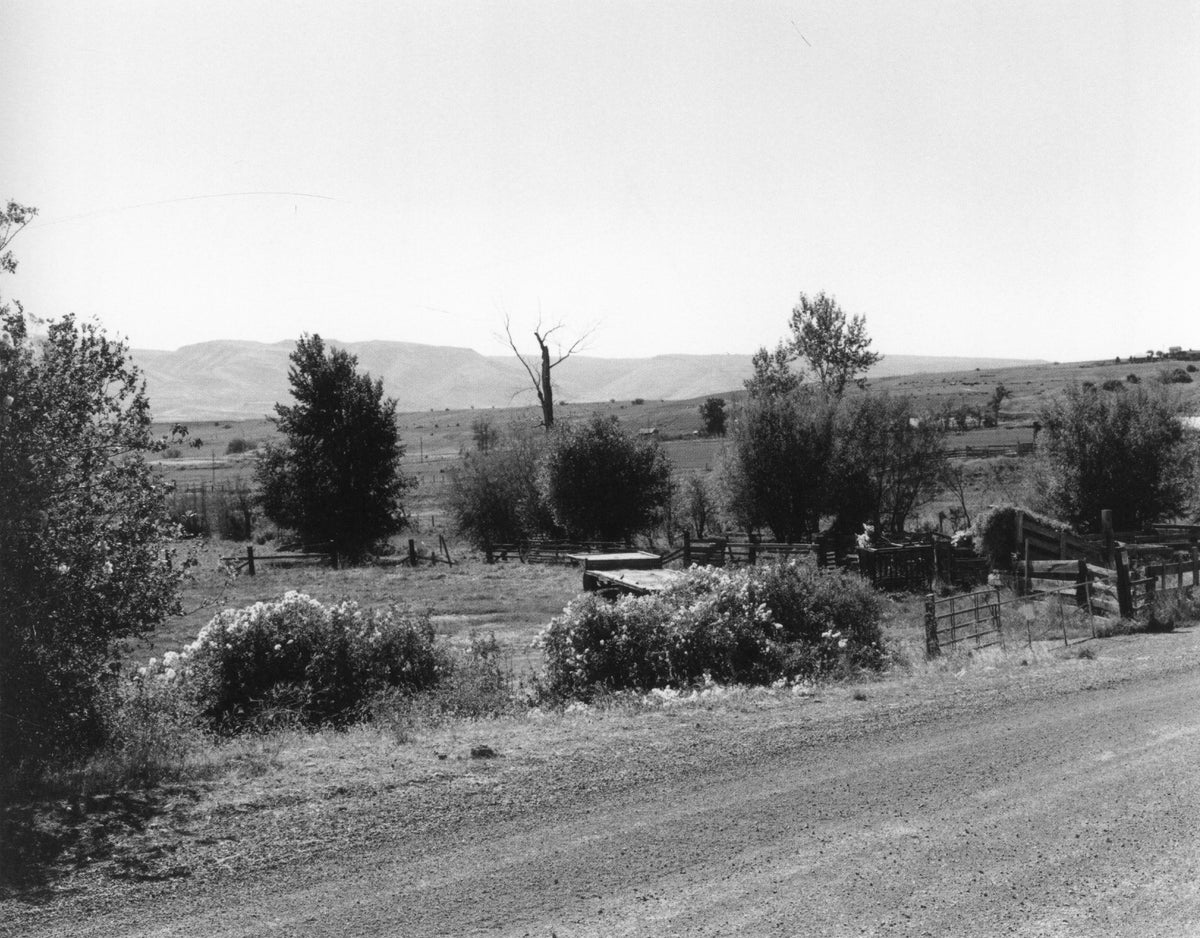 Robert Adams — Tree Line