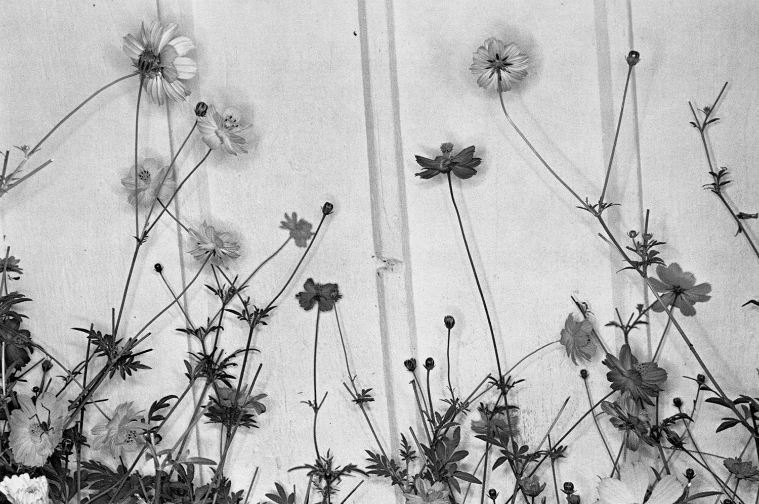 Lee Friedlander — Flower and Trees