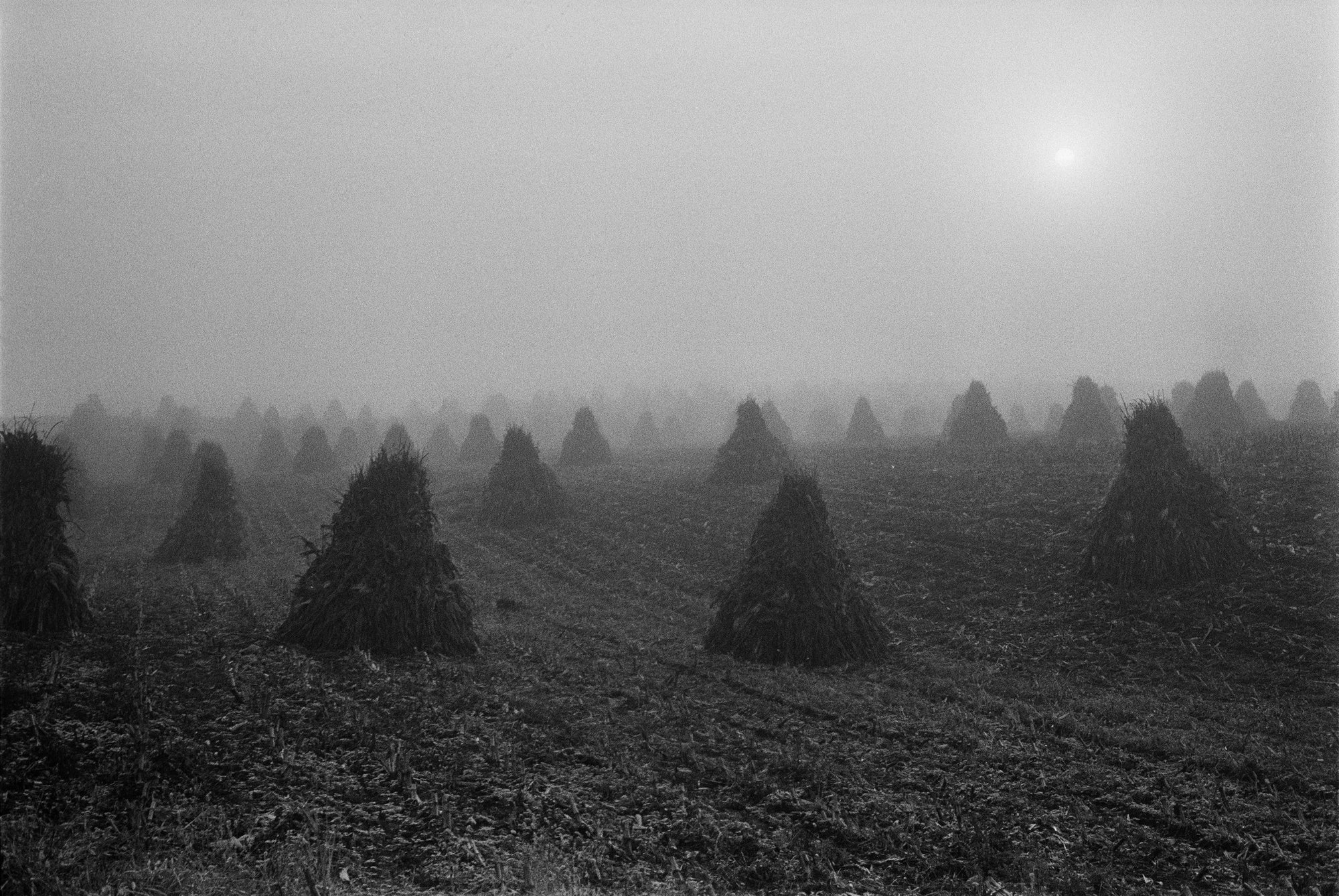 Jesse Lenz — The Seraphim