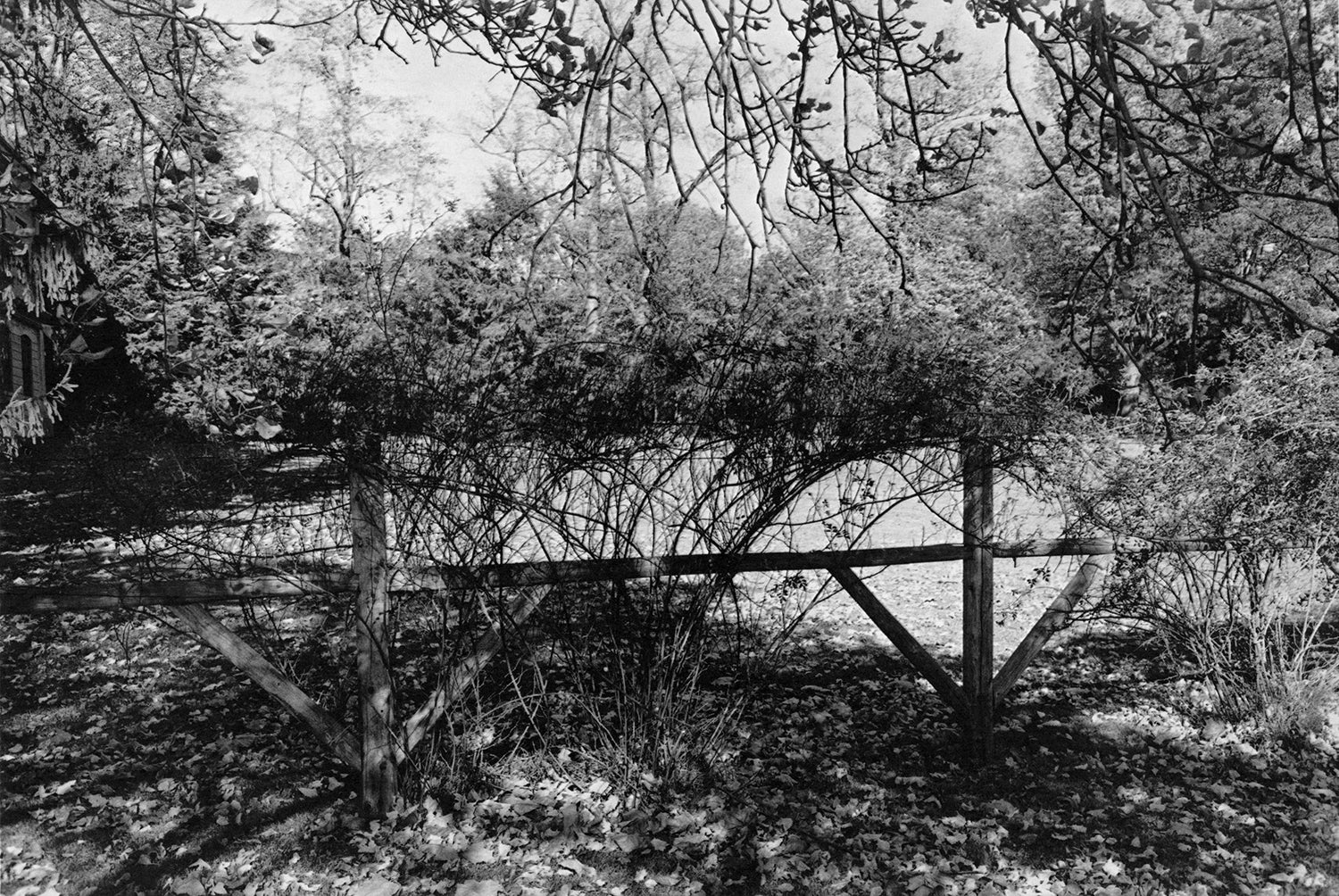 Lee Friedlander — Flower and Trees