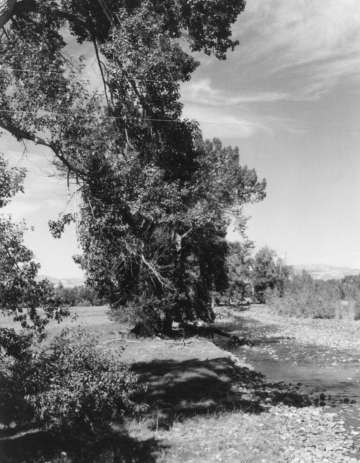 Robert Adams — Tree Line