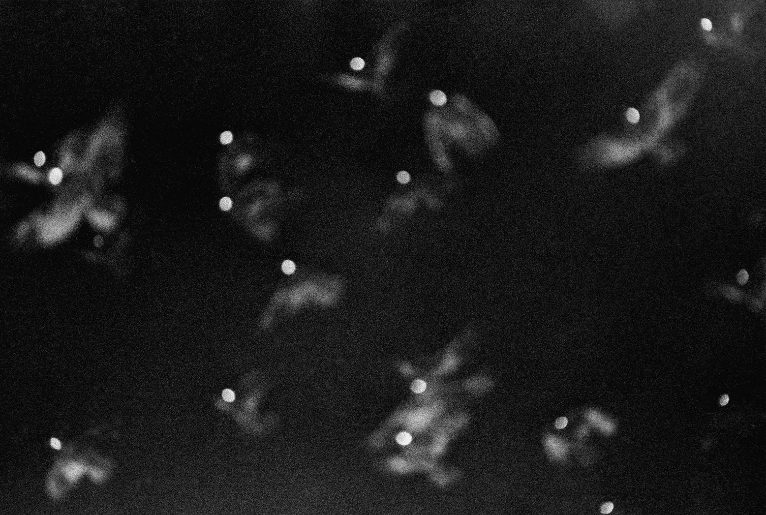 Masahisa Fukase — The Solitude of Ravens