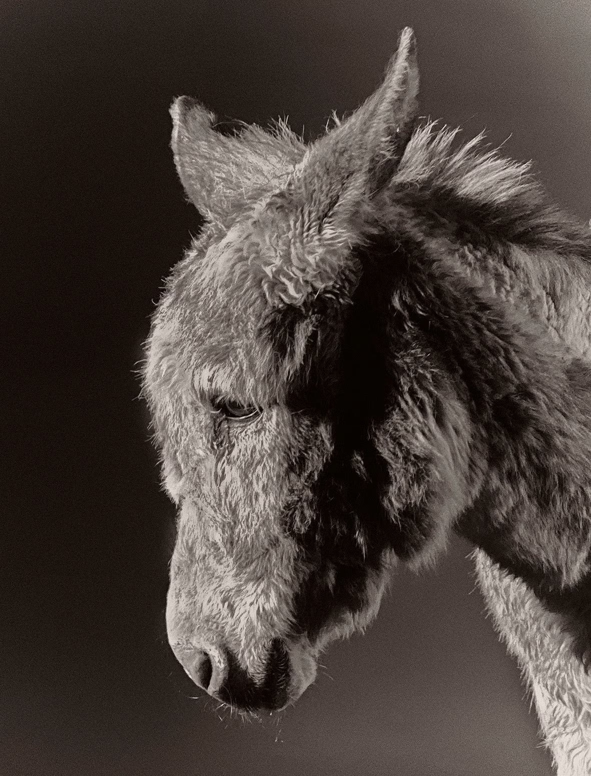 Paul Kooiker — The Rumour