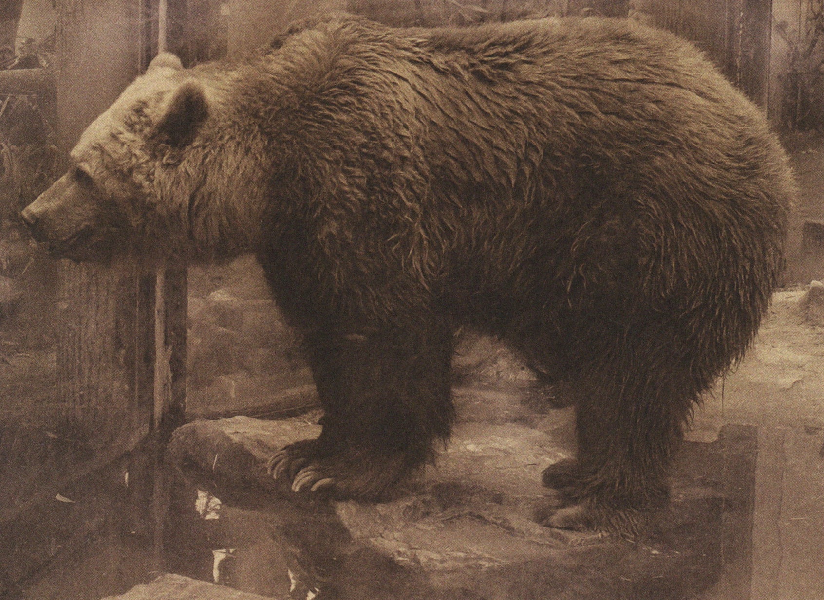 Paul Kooiker — Nude Animal Cigar – Wolf Books