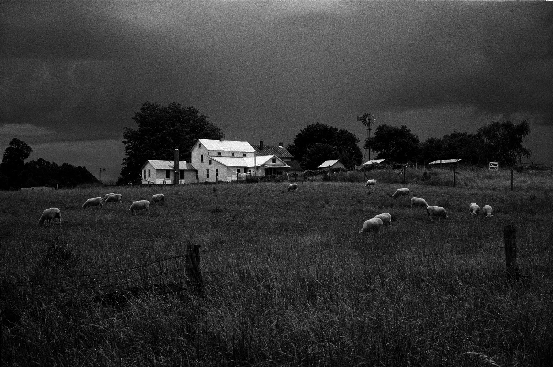 Jesse Lenz — The Locusts