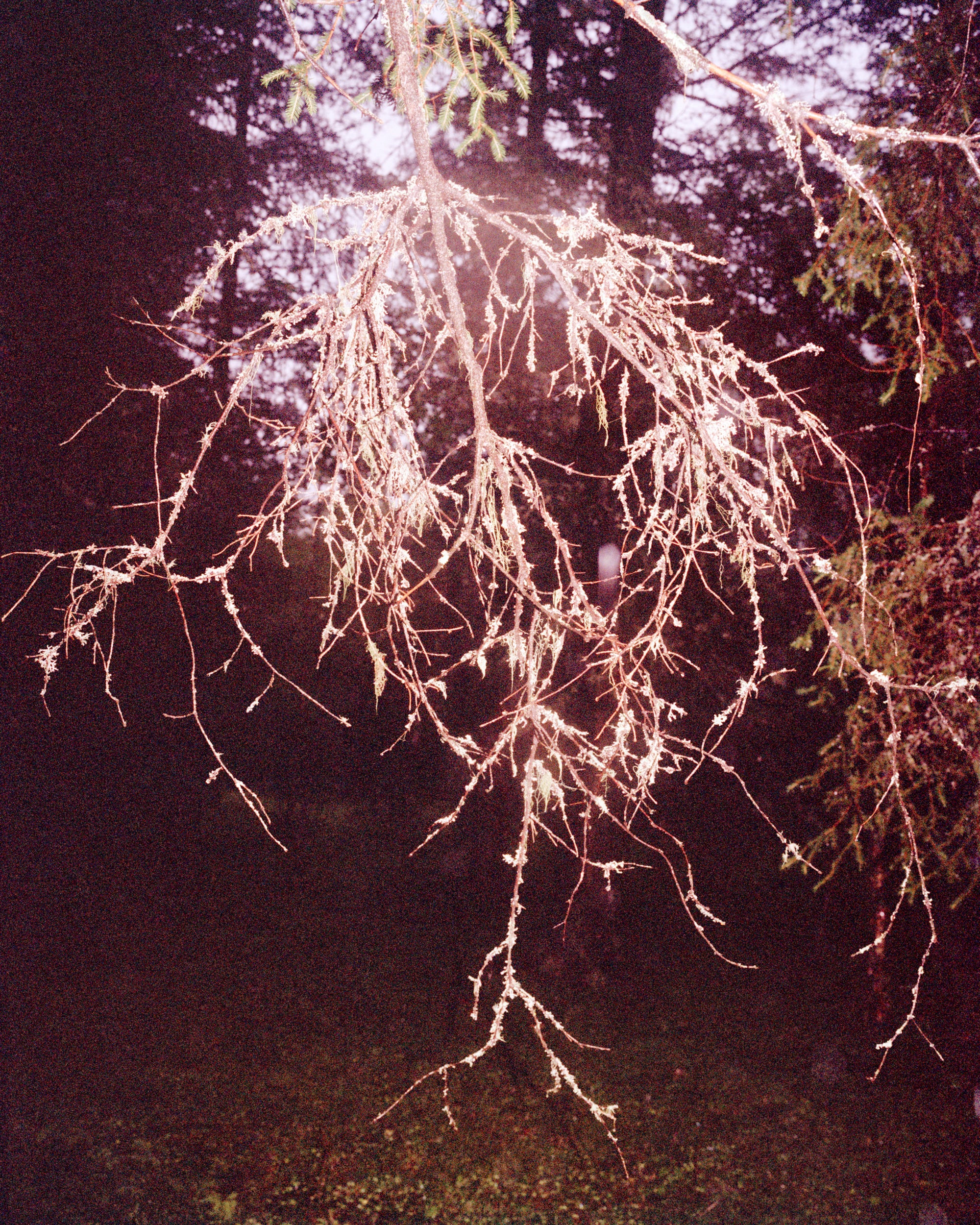 Coley Brown — A Recurring Dream