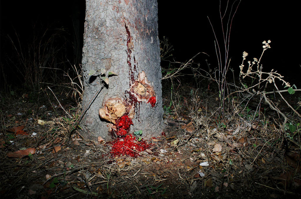 Trent Parke — The Black Rose