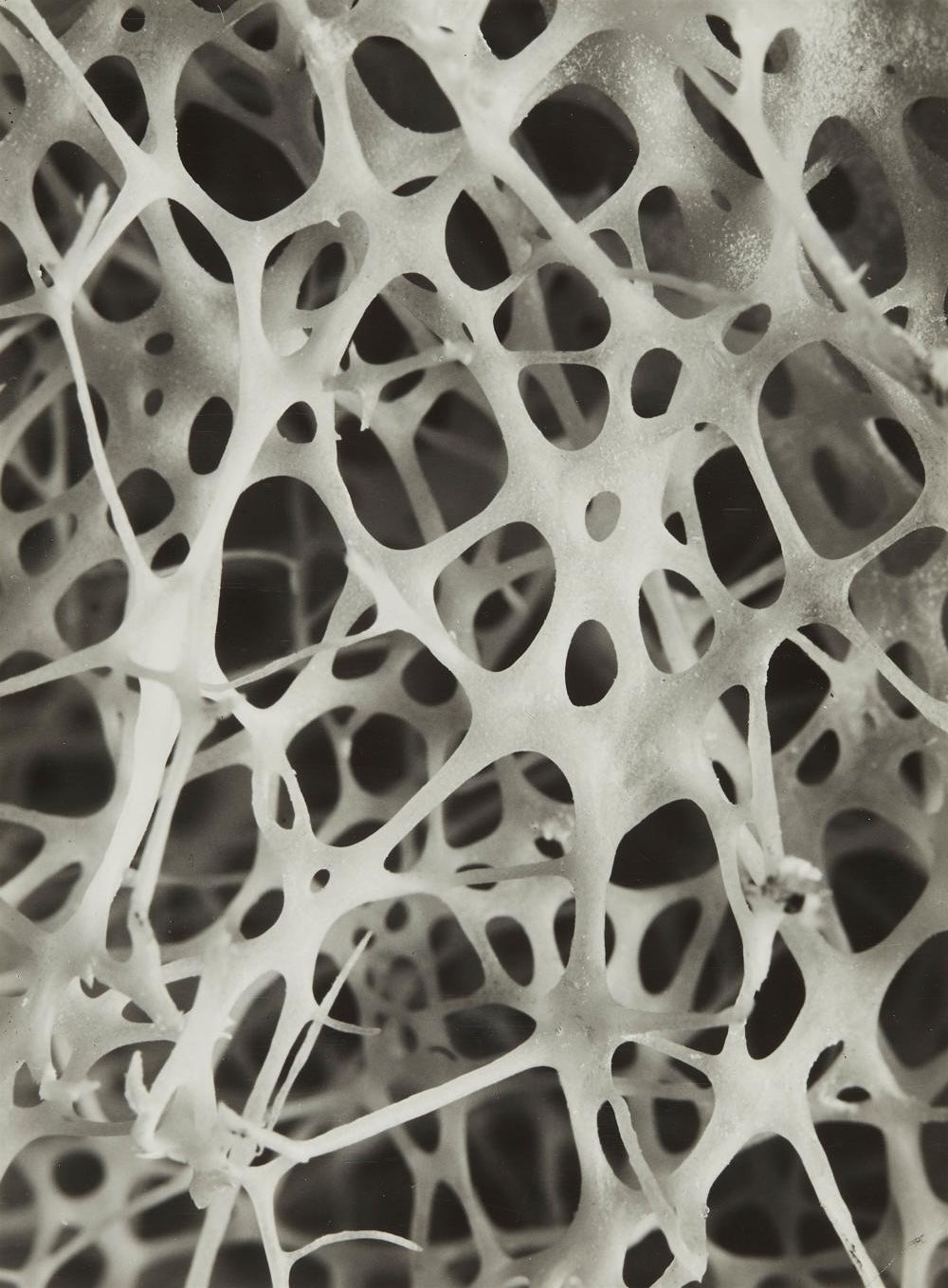 Modernist Photography: Selections from the Daniel Cowin Collection