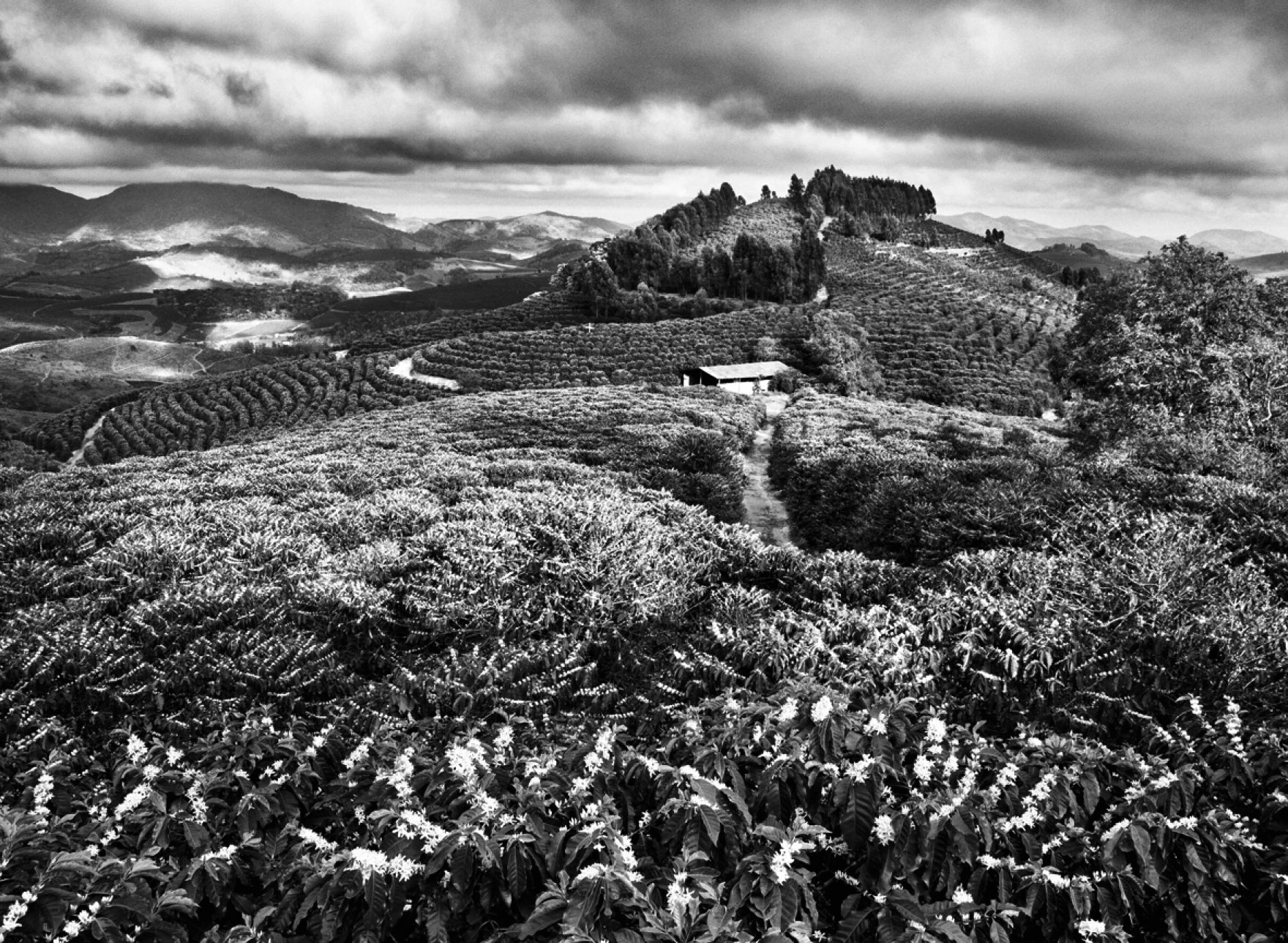 Sebastião Salgado — The Scent of a Dream