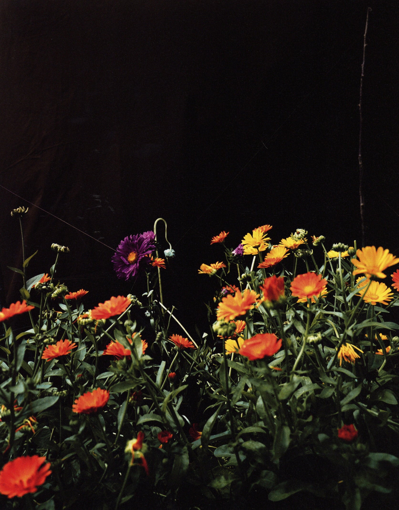 Collier Schorr — Blumen