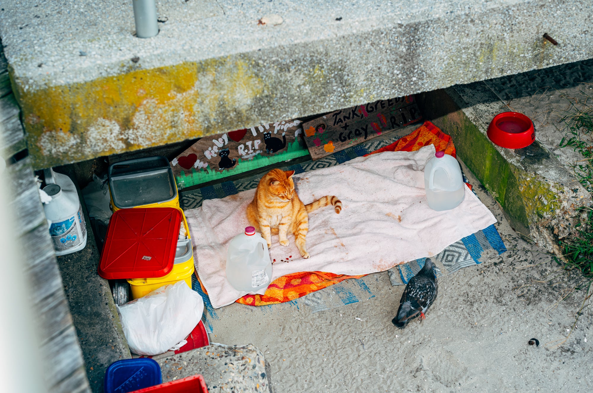 Nikita Teryoshin — Backyard Diaries Vol. 3: Atlantic City