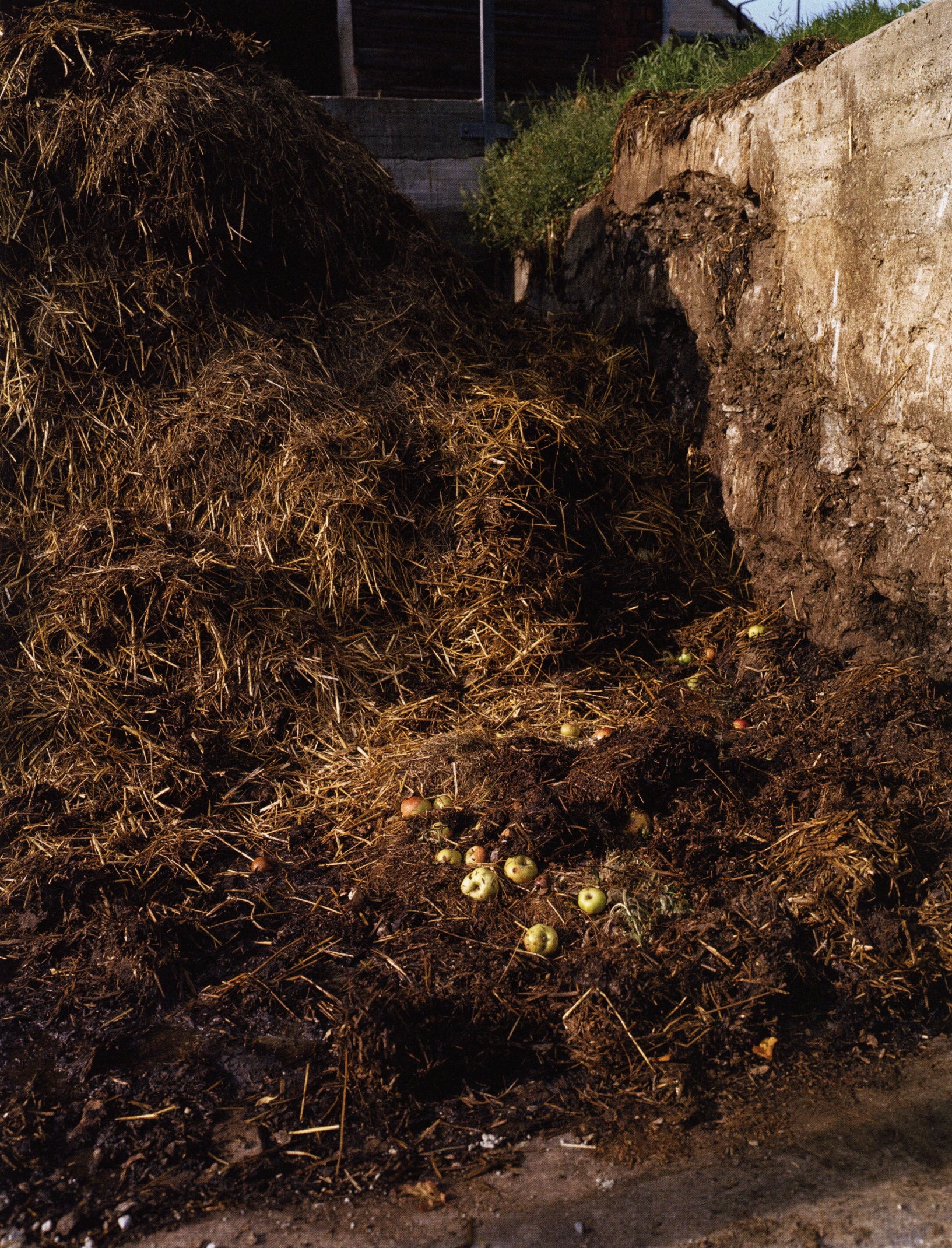 Collier Schorr — Blumen