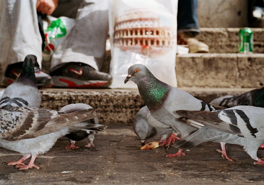 Martin Parr — Tutta Roma