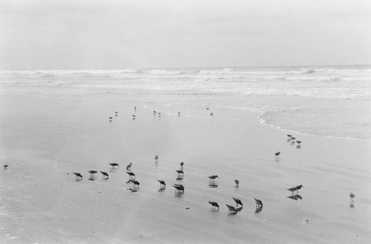 Robert Adams — Sea Stories