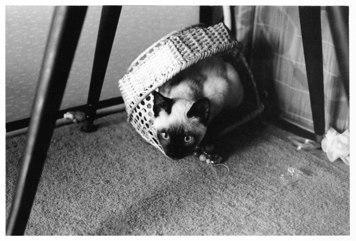 Masahisa Fukase — Wonderful Days