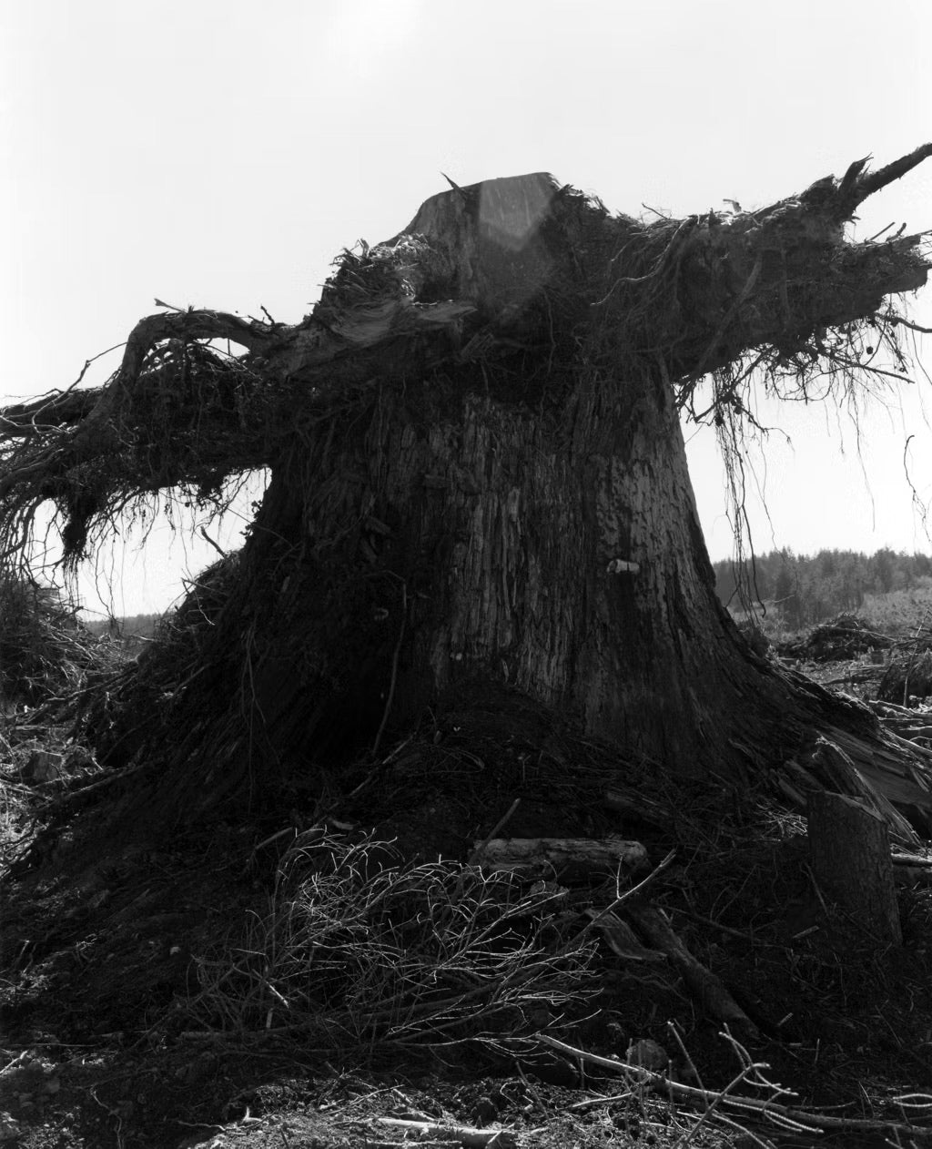 Robert Adams — Turning Back