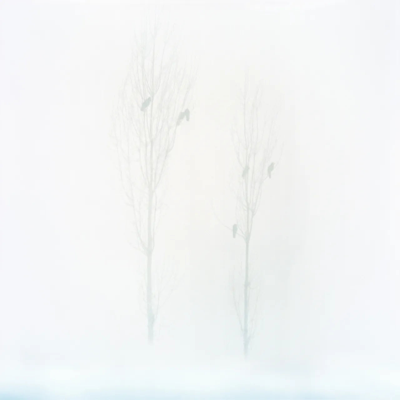 Sohrab Hura — Snow