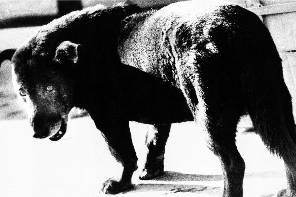 Daido Moriyama — A Hunter