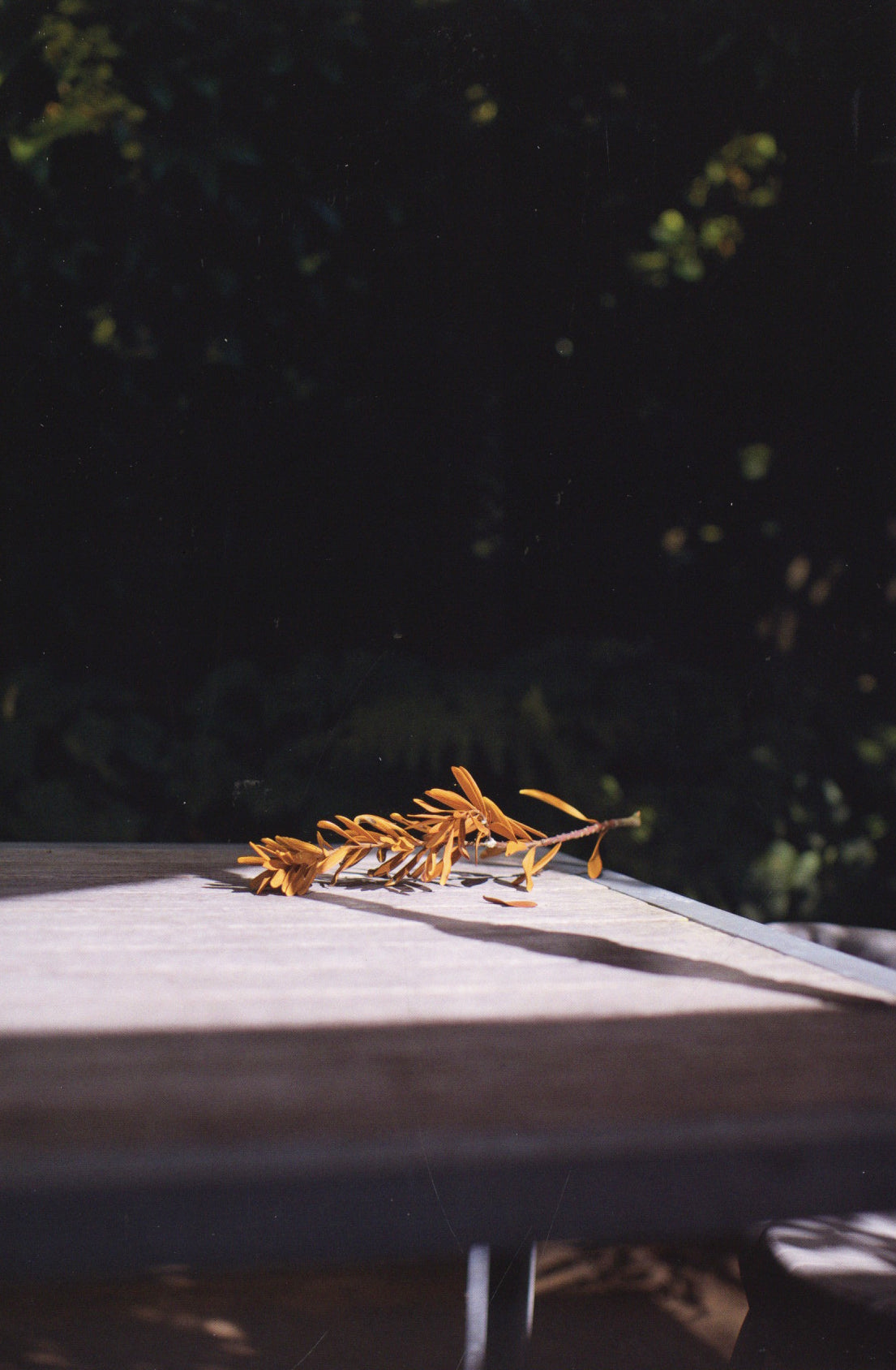 John Gossage & Alec Soth — The Auckland Project