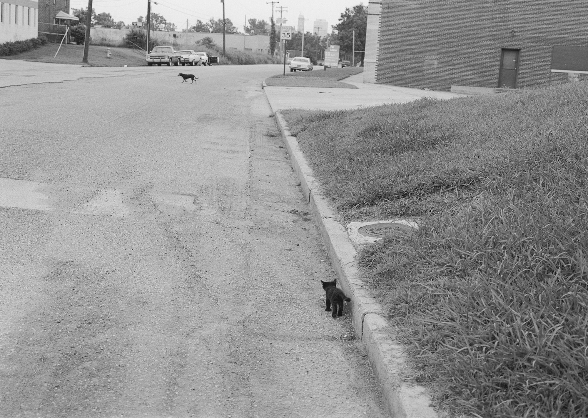 Mark Steinmetz — Taken from Light – Wolf Books