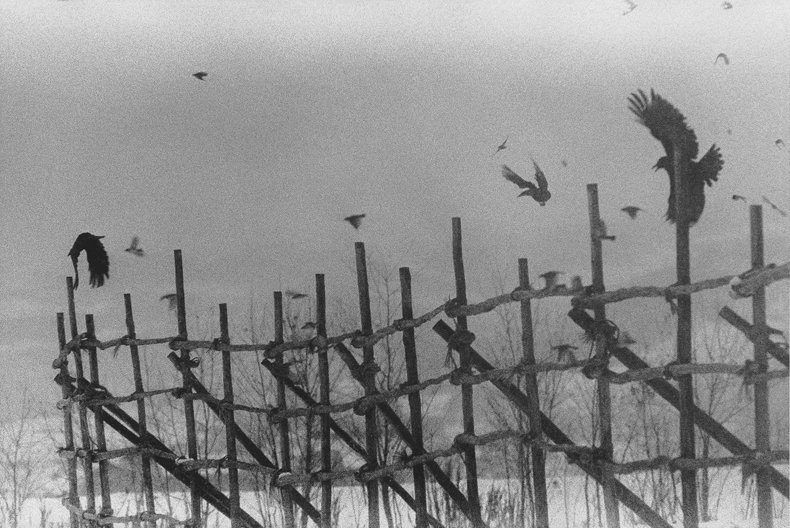 Masahisa Fukase — The Solitude of Ravens