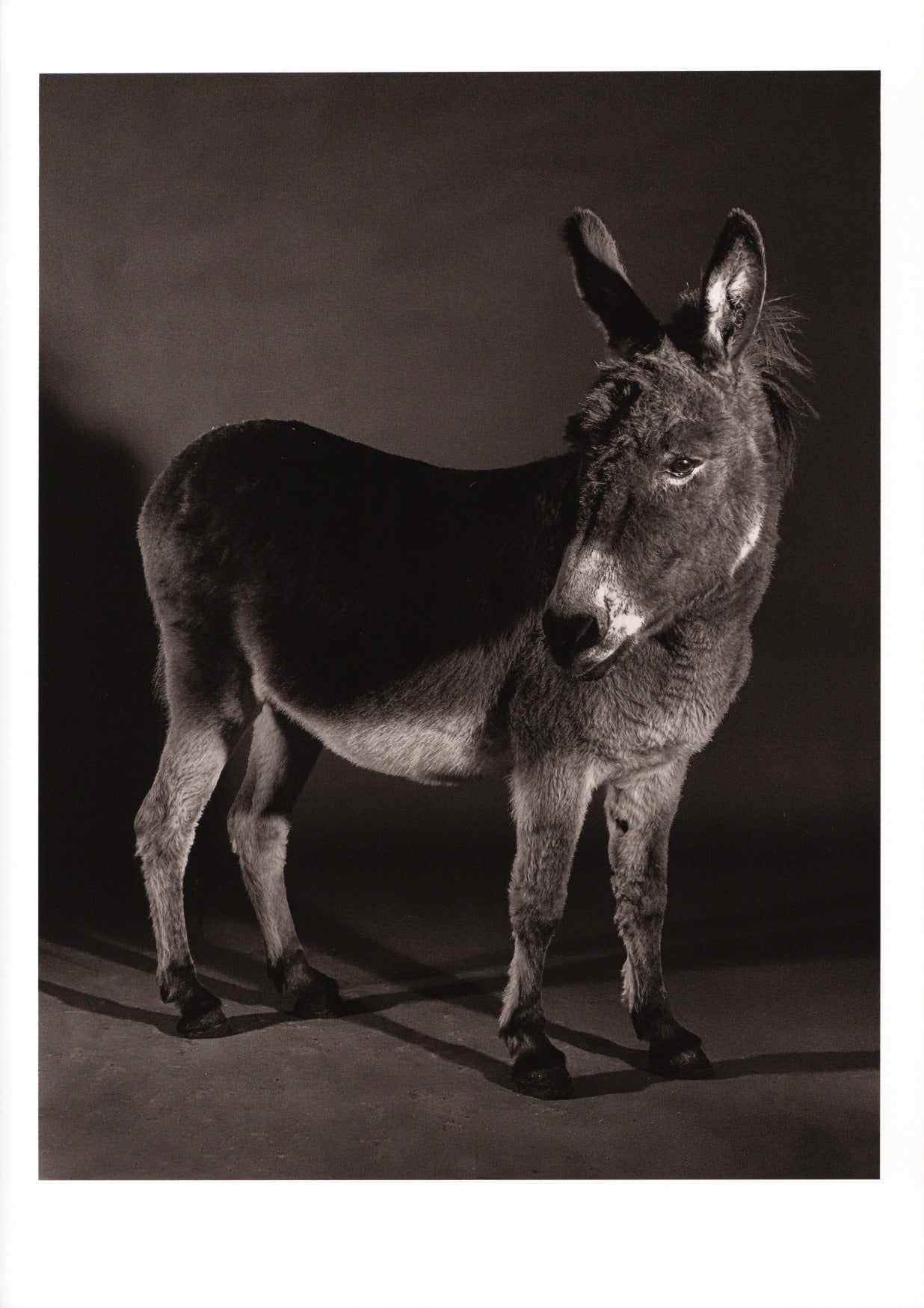 Paul Kooiker — The Rumour