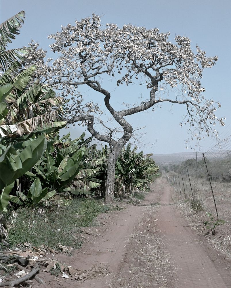 Jackie Nickerson — Terrain