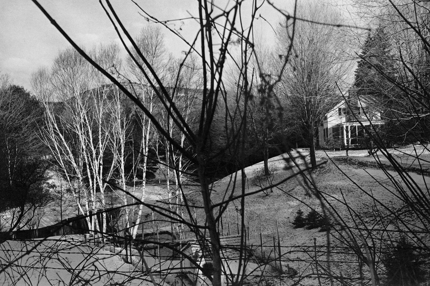 Lee Friedlander — Flower and Trees