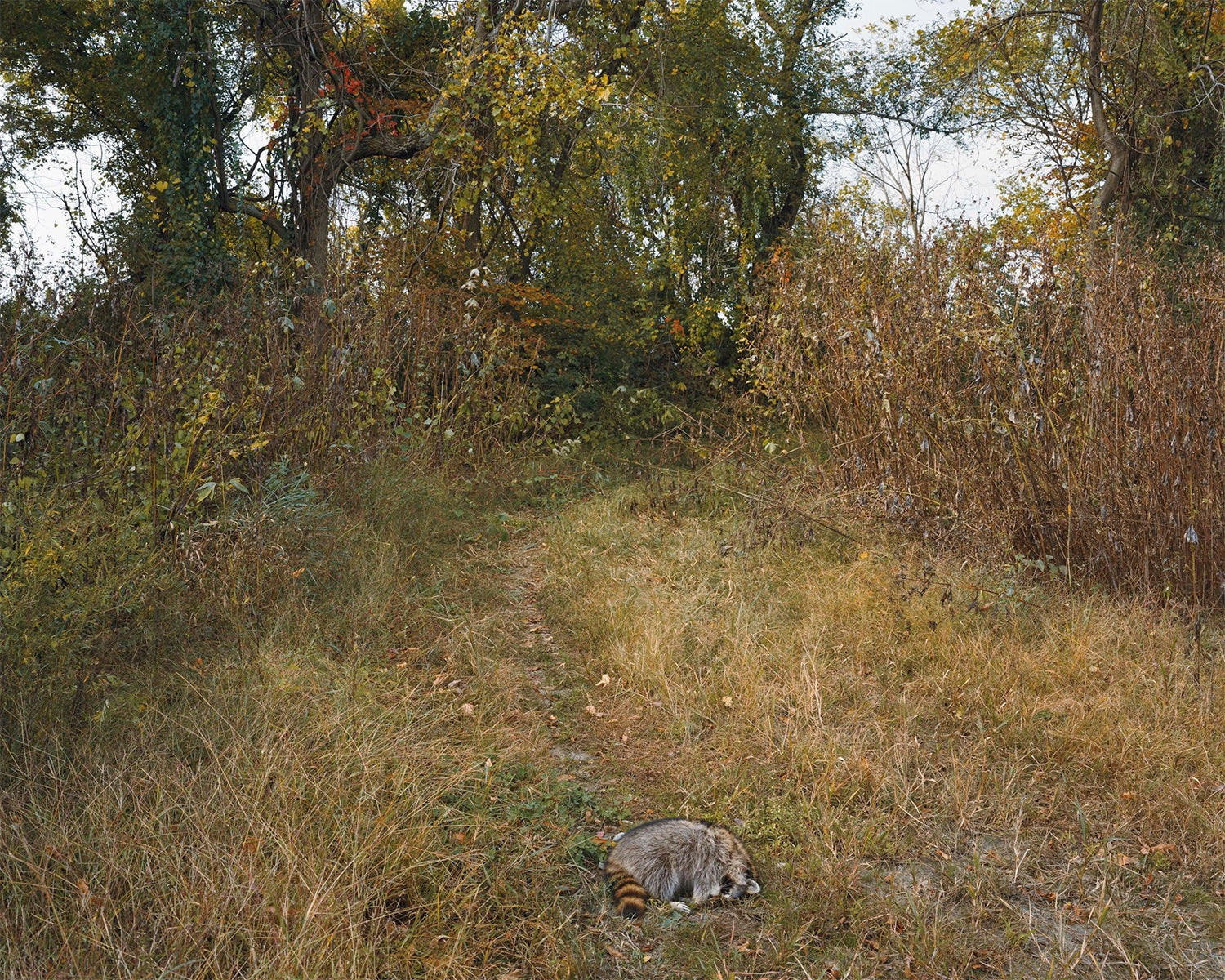Joel Sternfeld — Oxbow Archive