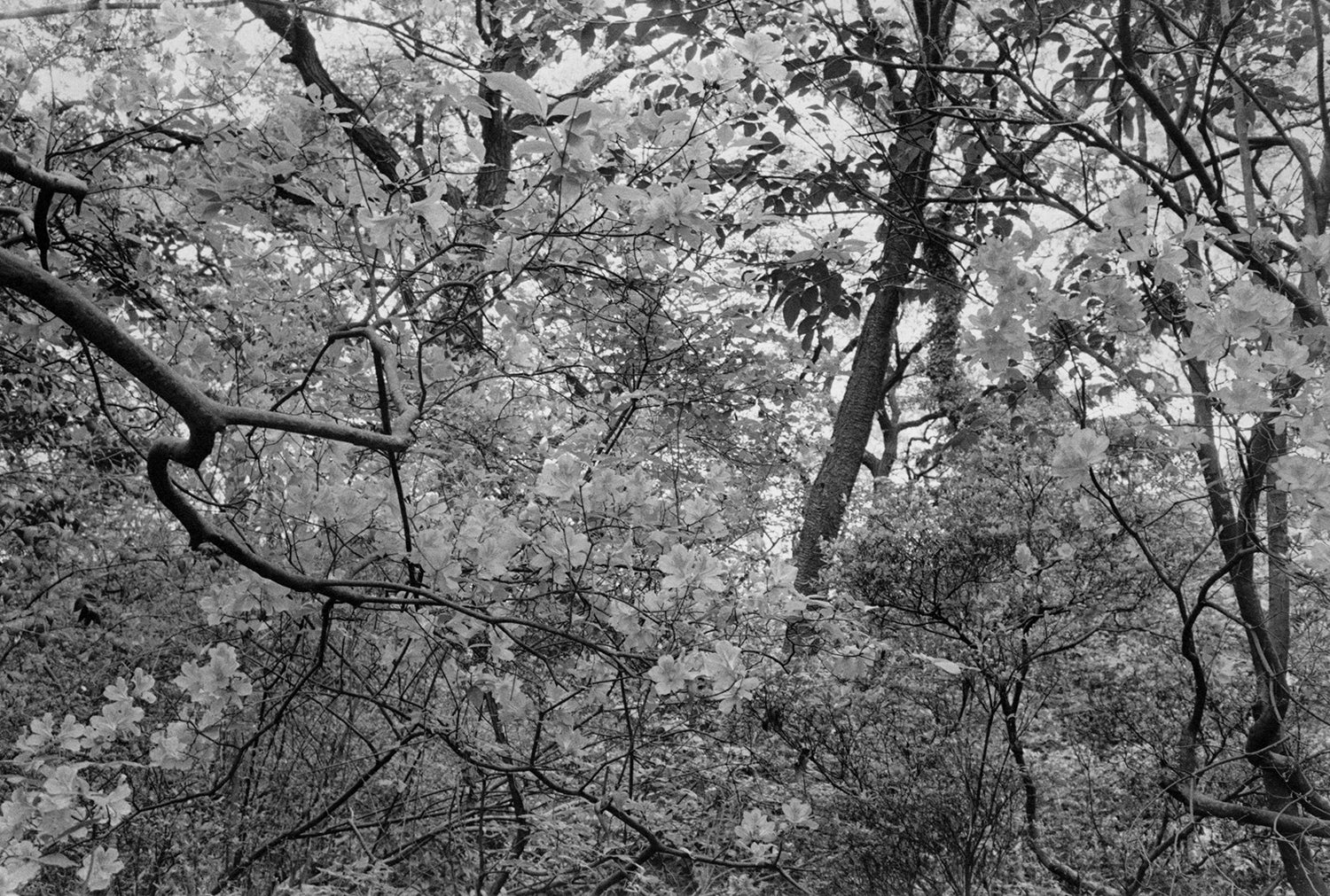 Lee Friedlander — Flower and Trees