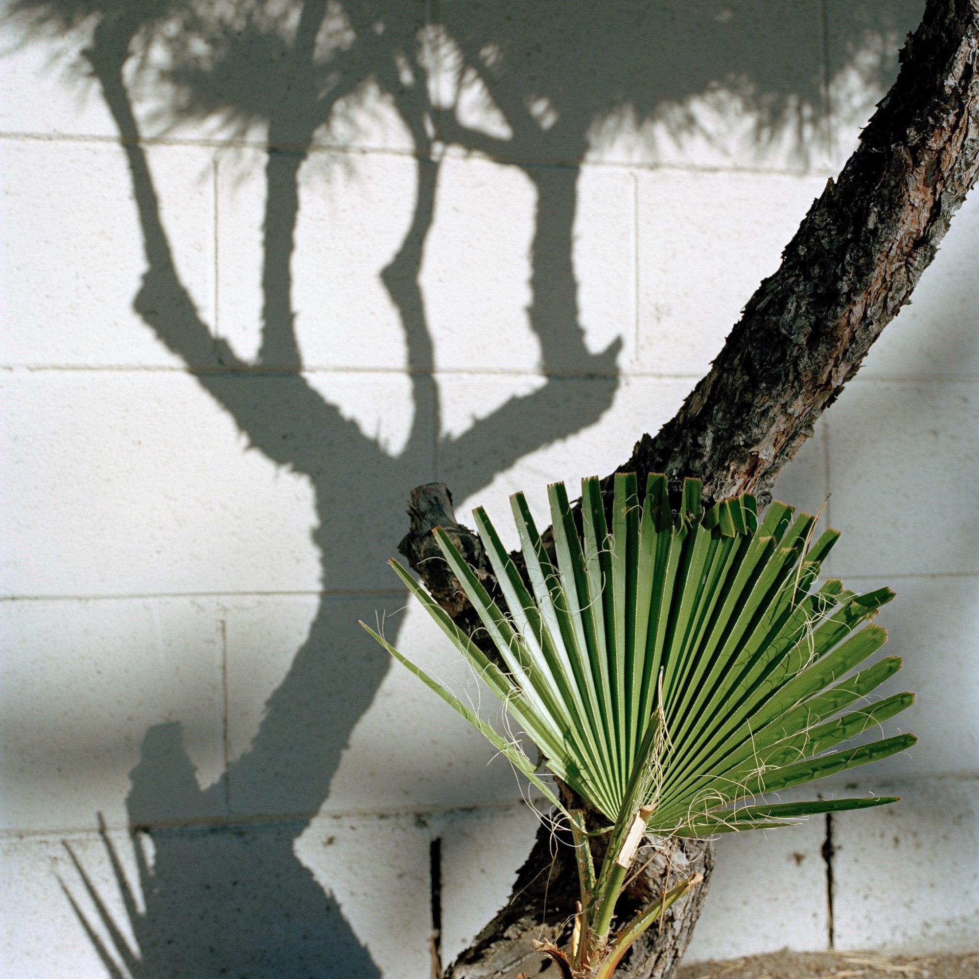 Jason Fulford — Picture Summer on Kodak Film