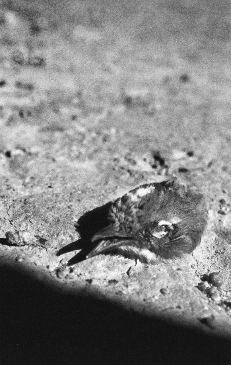 Pablo Ortiz Monasterio — Nuevos Reinos (Zine Collection No. 2)