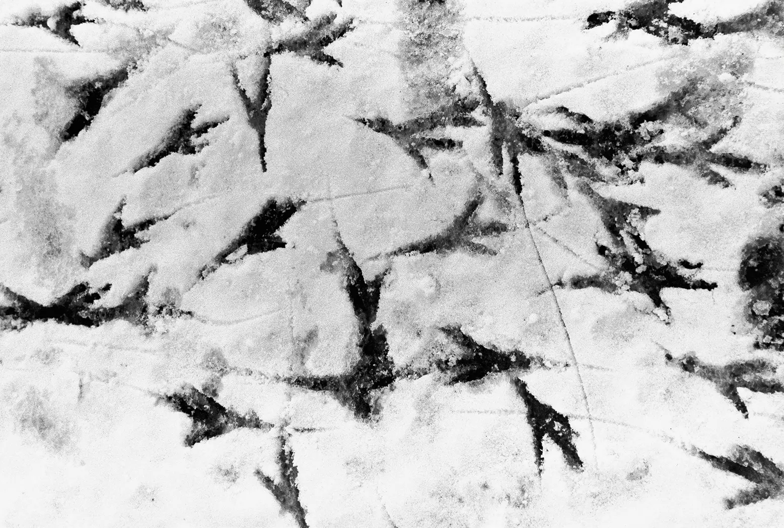 Masahisa Fukase — The Solitude of Ravens