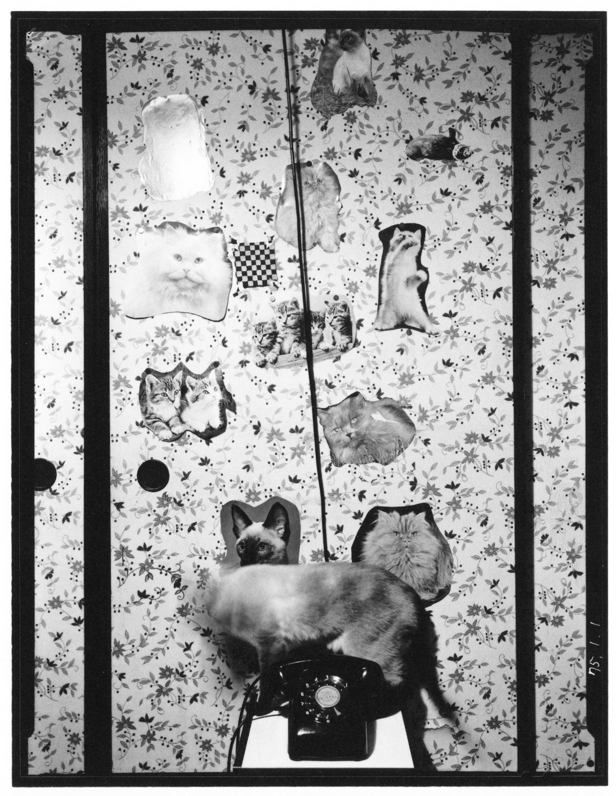 Masahisa Fukase — Wonderful Days