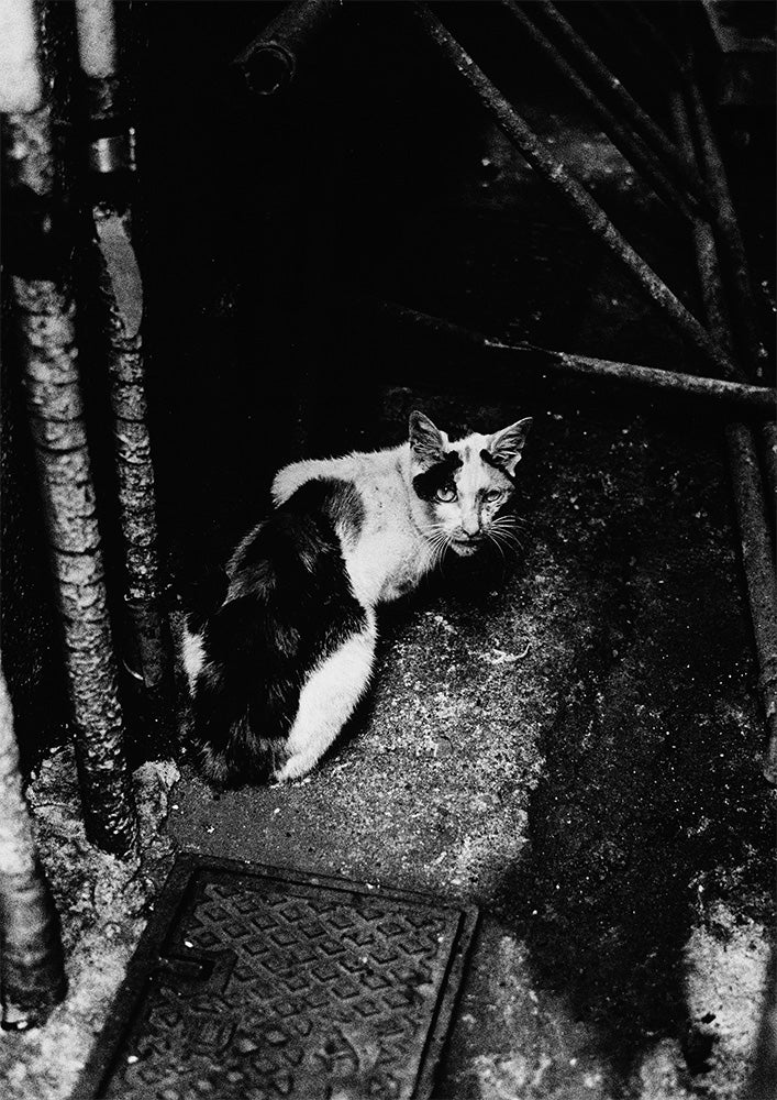 Daido Moriyama — 1965~