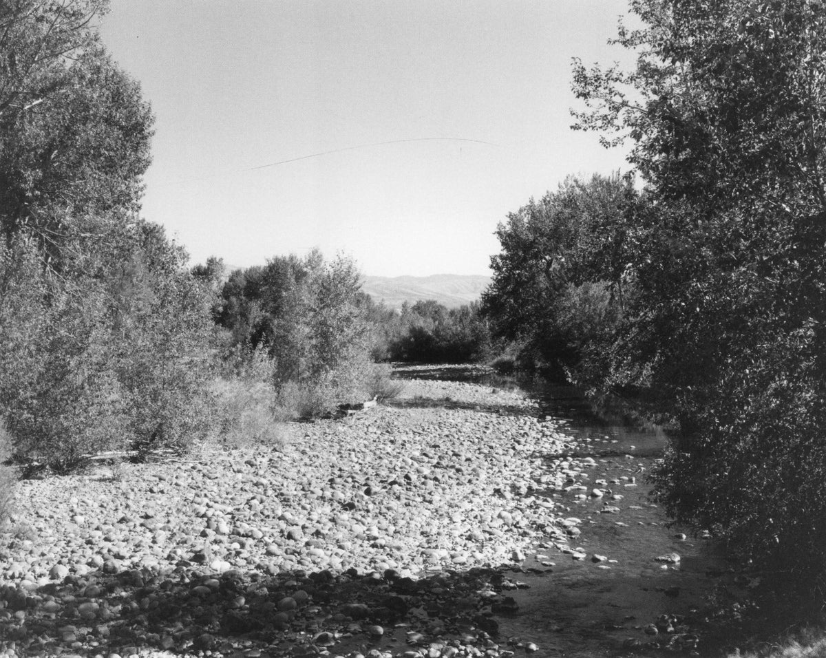 Robert Adams — Tree Line