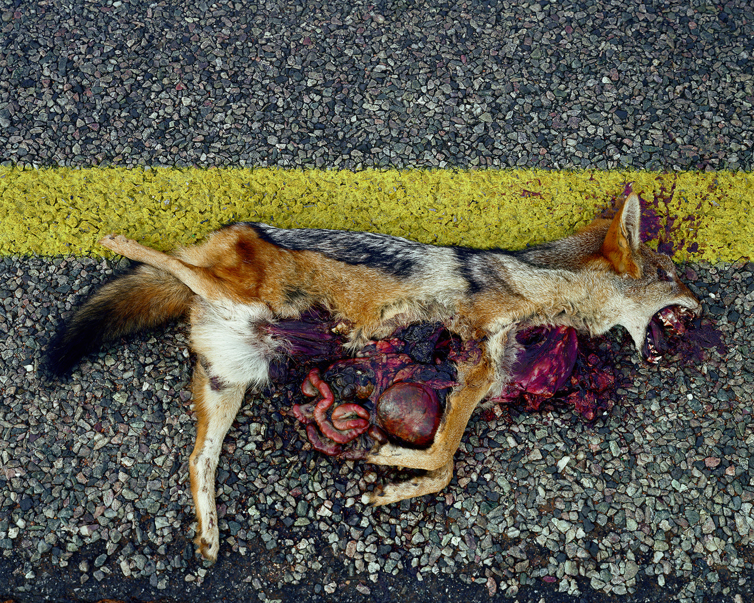 Pieter Hugo — Messina / Musina