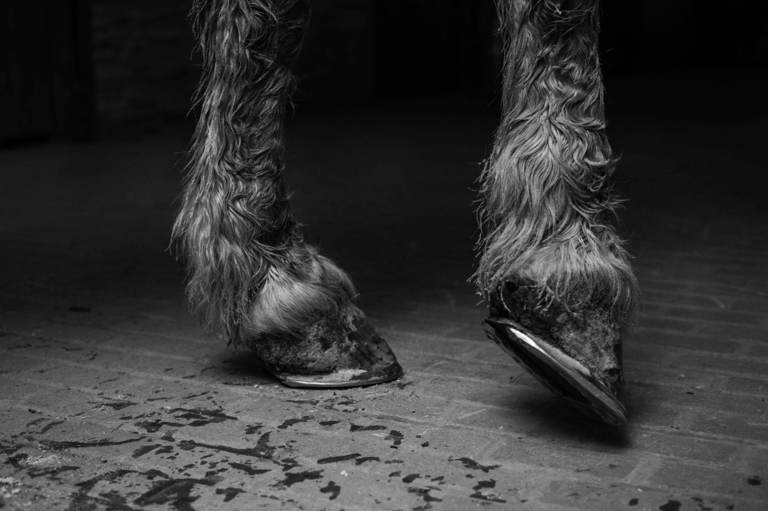 Alessandra Sanguinetti — Some Say Ice