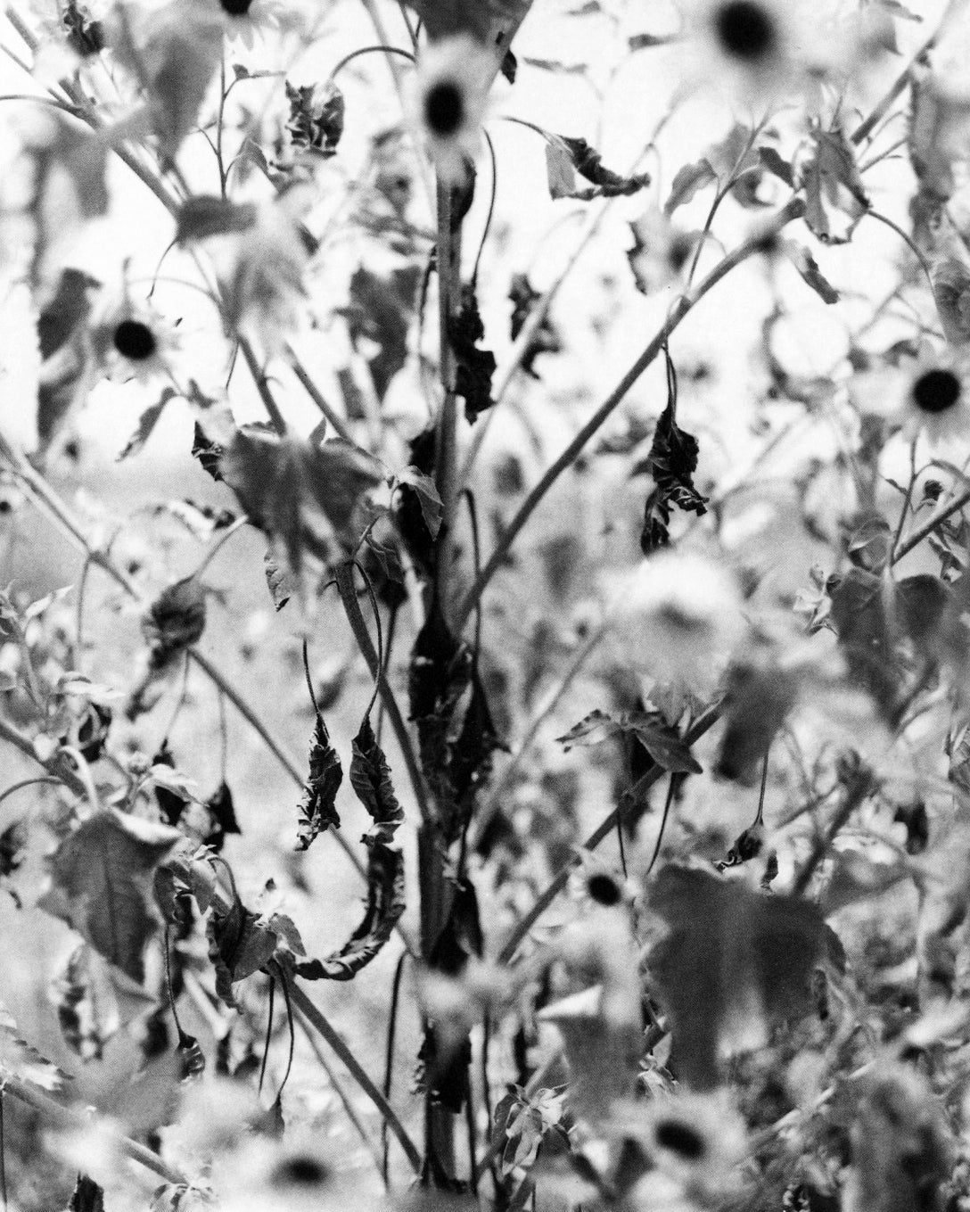 John Gossage — There and Gone