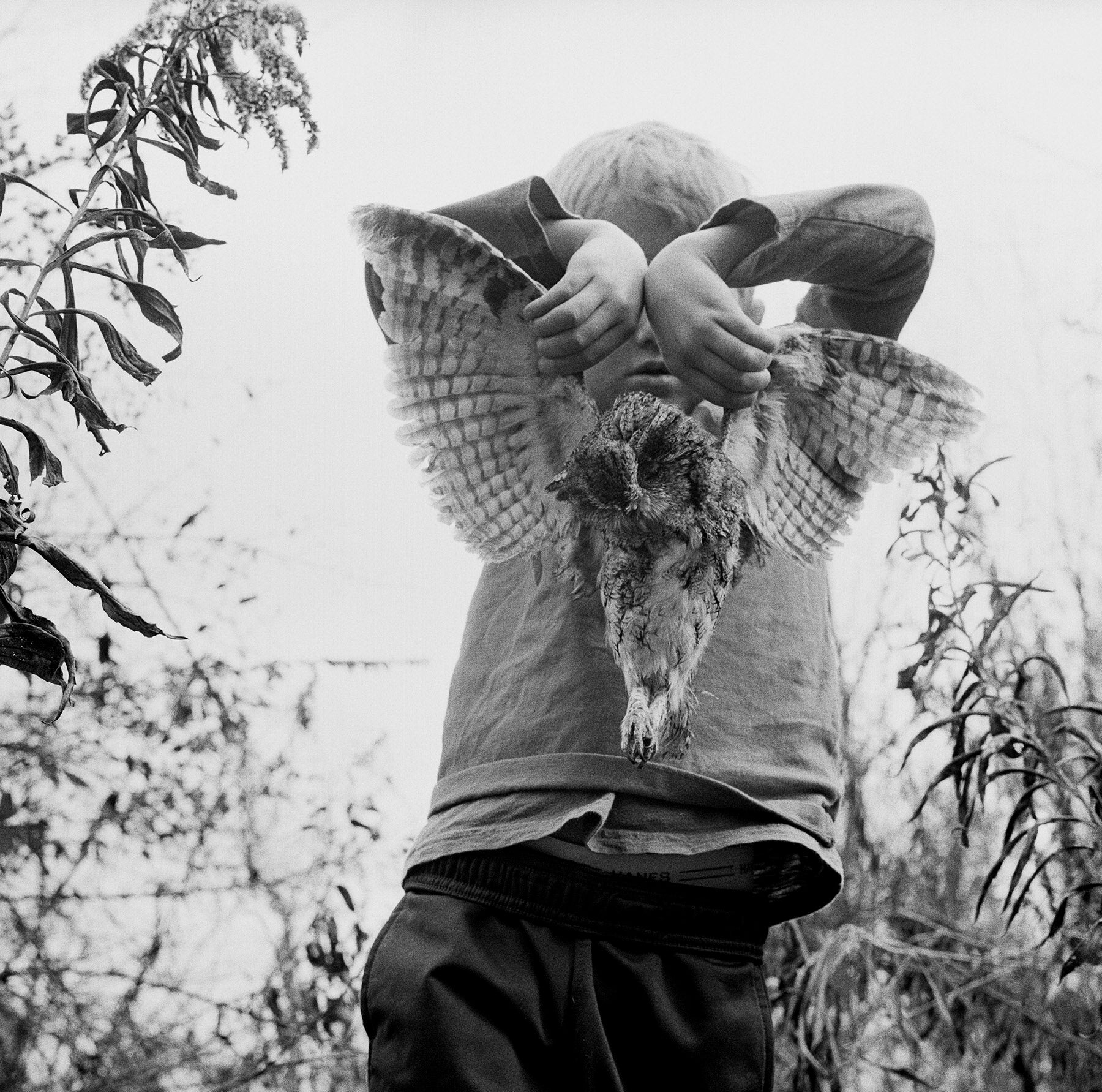 Jesse Lenz — The Locusts