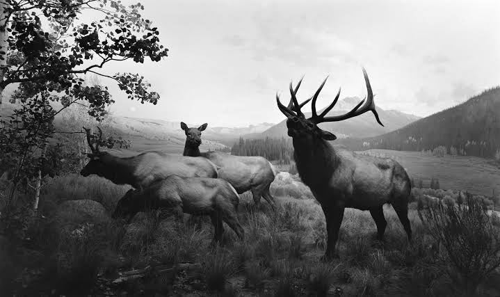 Hiroshi Sugimoto — Dioramas