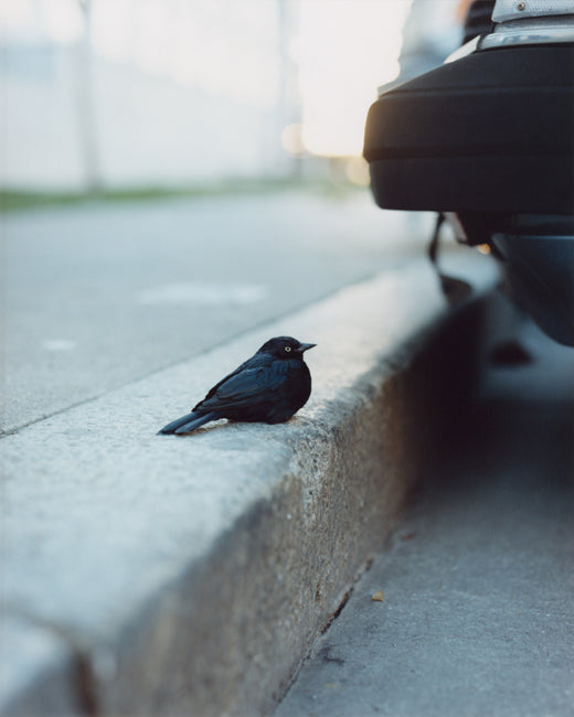Gregory Halpern — ZZYZX