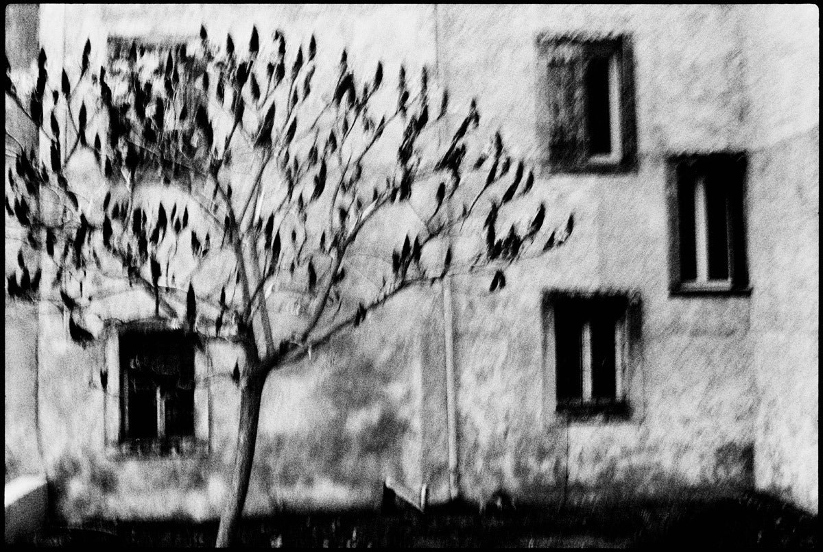 Machiel Botman — One Tree