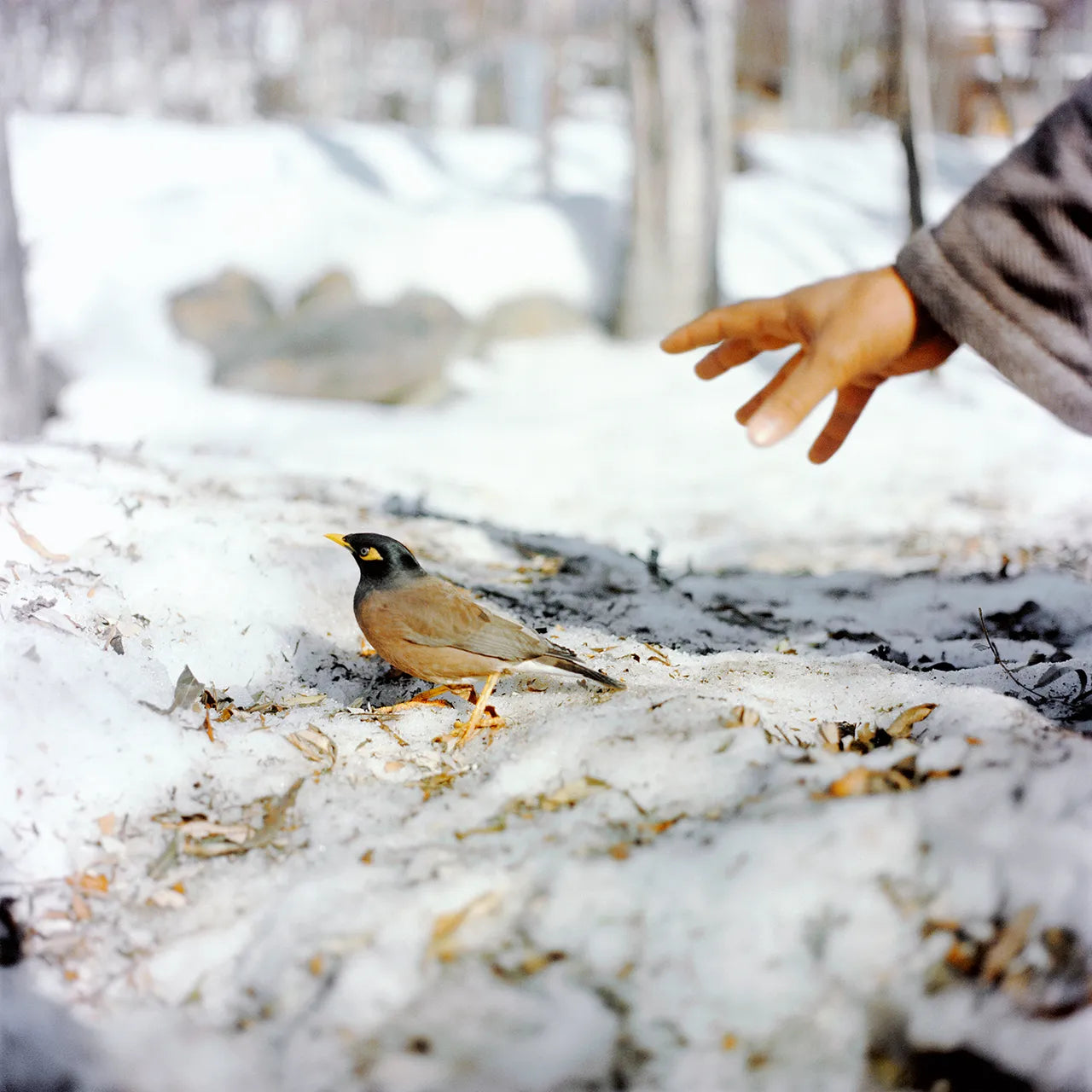 Sohrab Hura — Snow